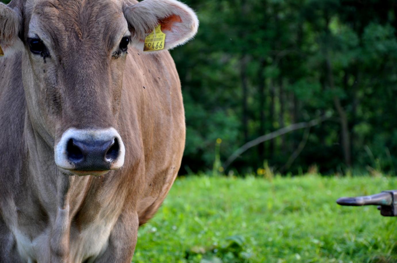 Ausztria: tilos a szarvasmarhák állandó lekötése