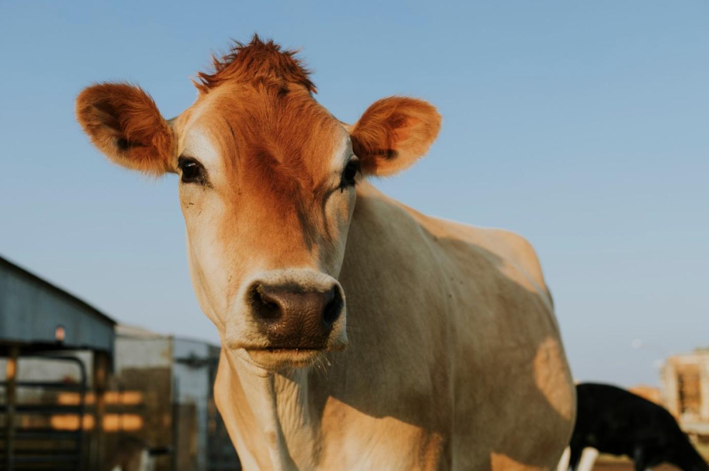 Győr-Moson-Sopron vármegyei Levél településen kimutatták a ragadós száj- és körömfájás vírusát