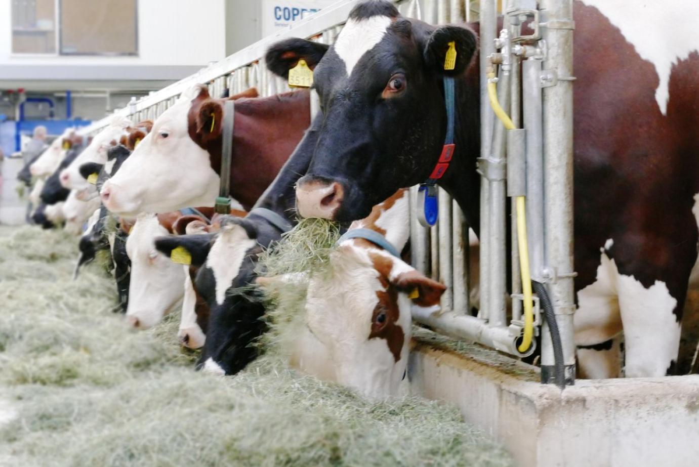 Blikk - Az állattenyésztők abban bíznak, hogy sikerül időben elkapni – A másik forgatókönyvbe nem szeretnének belegondolni