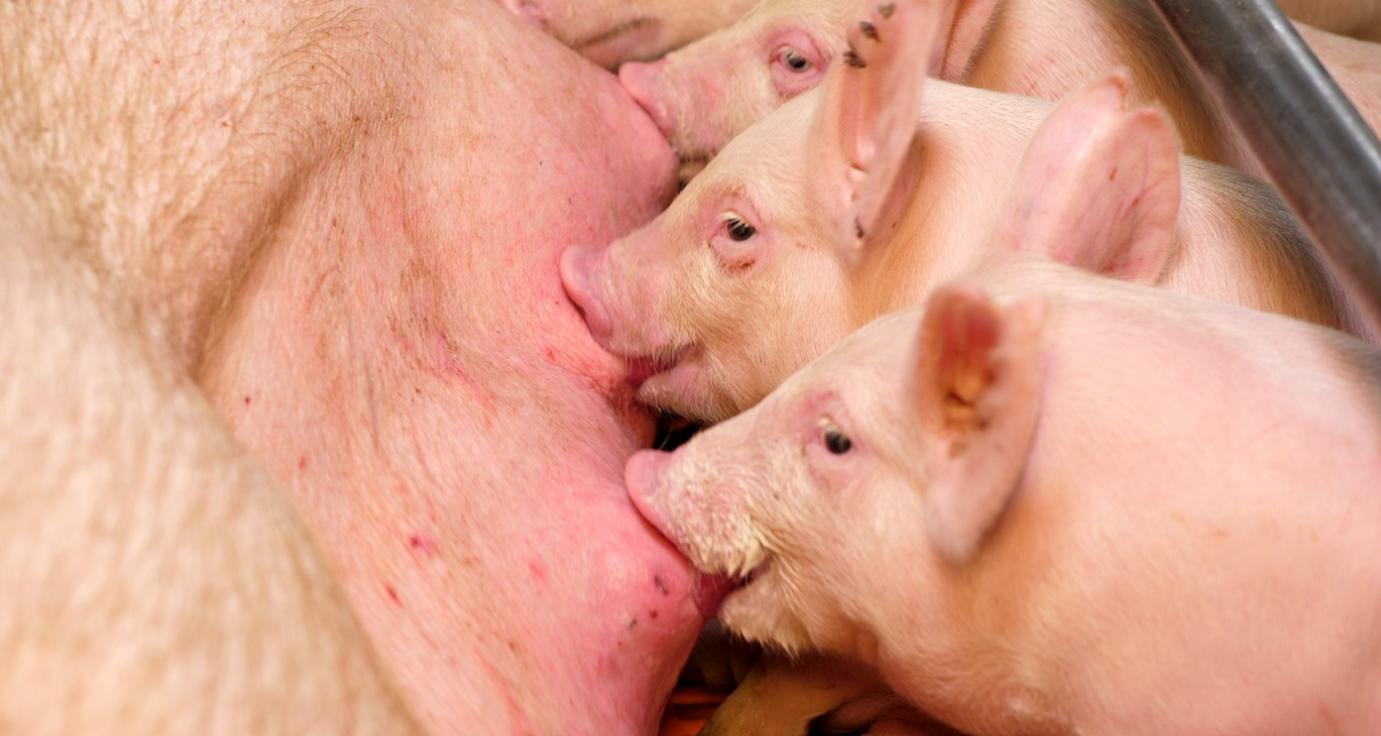 ASP-HELYZET: több a kockázat, mint a lehetőség