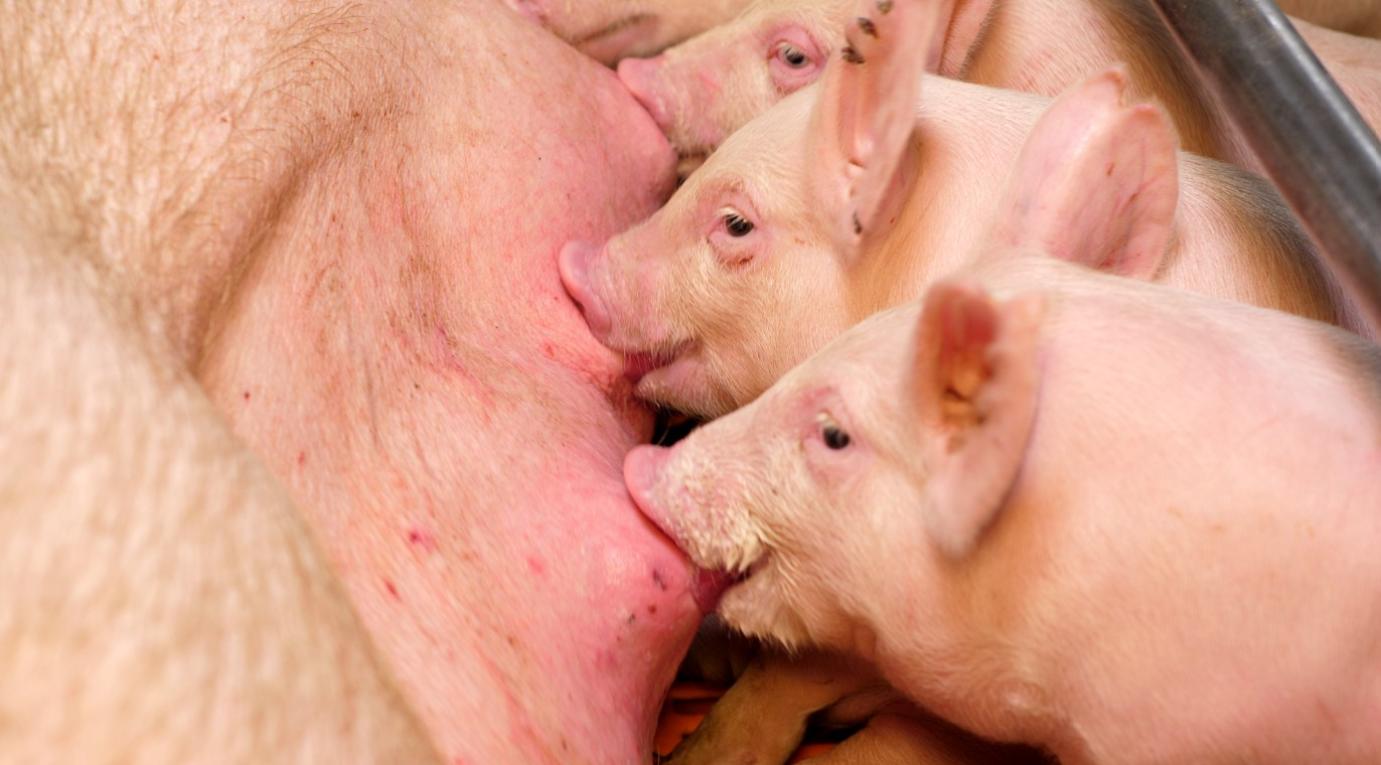 Megjelent a Kincstár közleménye a sertés válságtámogatás igénybevételének feltételeiről