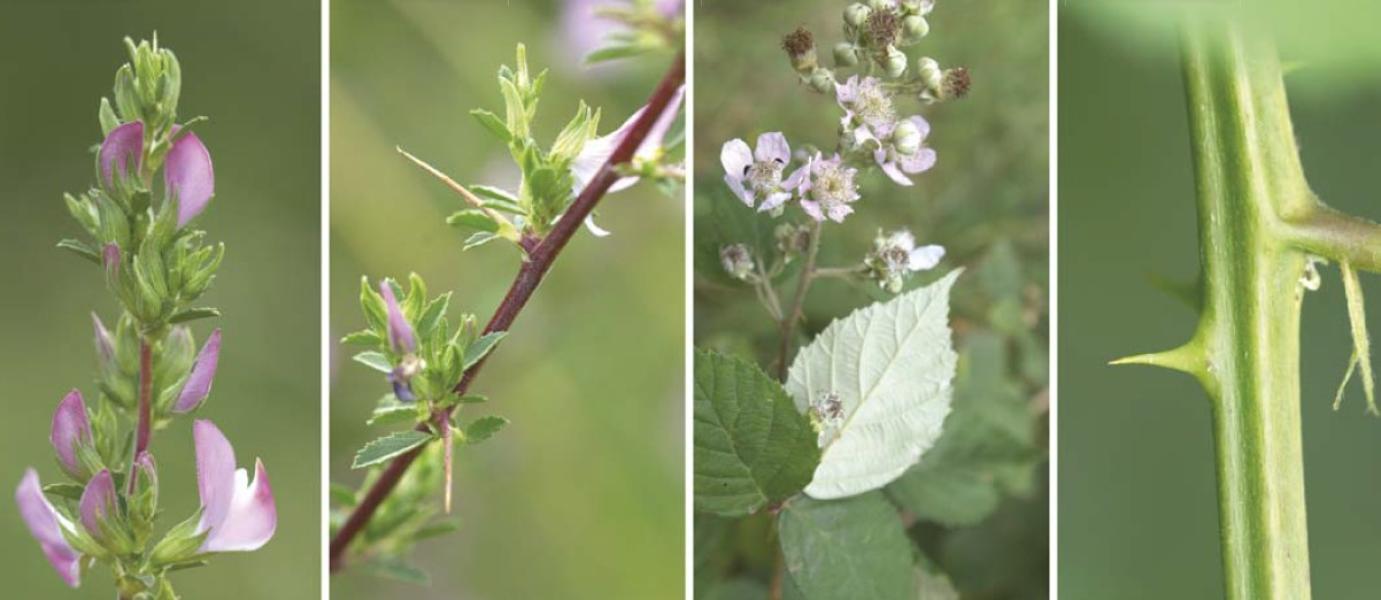 Szúrós növényfajok a legelőn