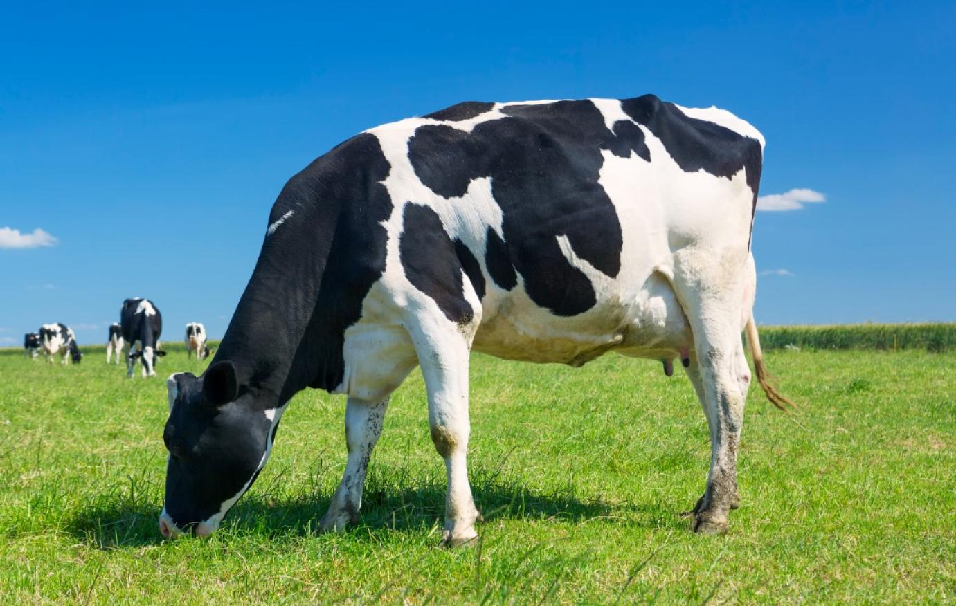 RSZKF kártalanítás - Véleményezhető a fertőzött telepek újraindulását támogató tervezet