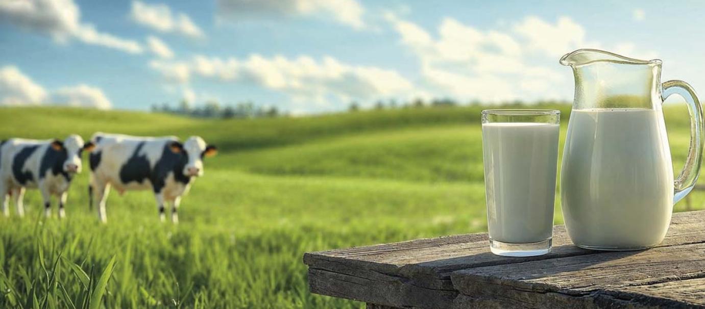A tej útja a termelőtől a feldolgozóig - Biológiai alapok, genetika és közös felelősség egy bizonytalan piacon