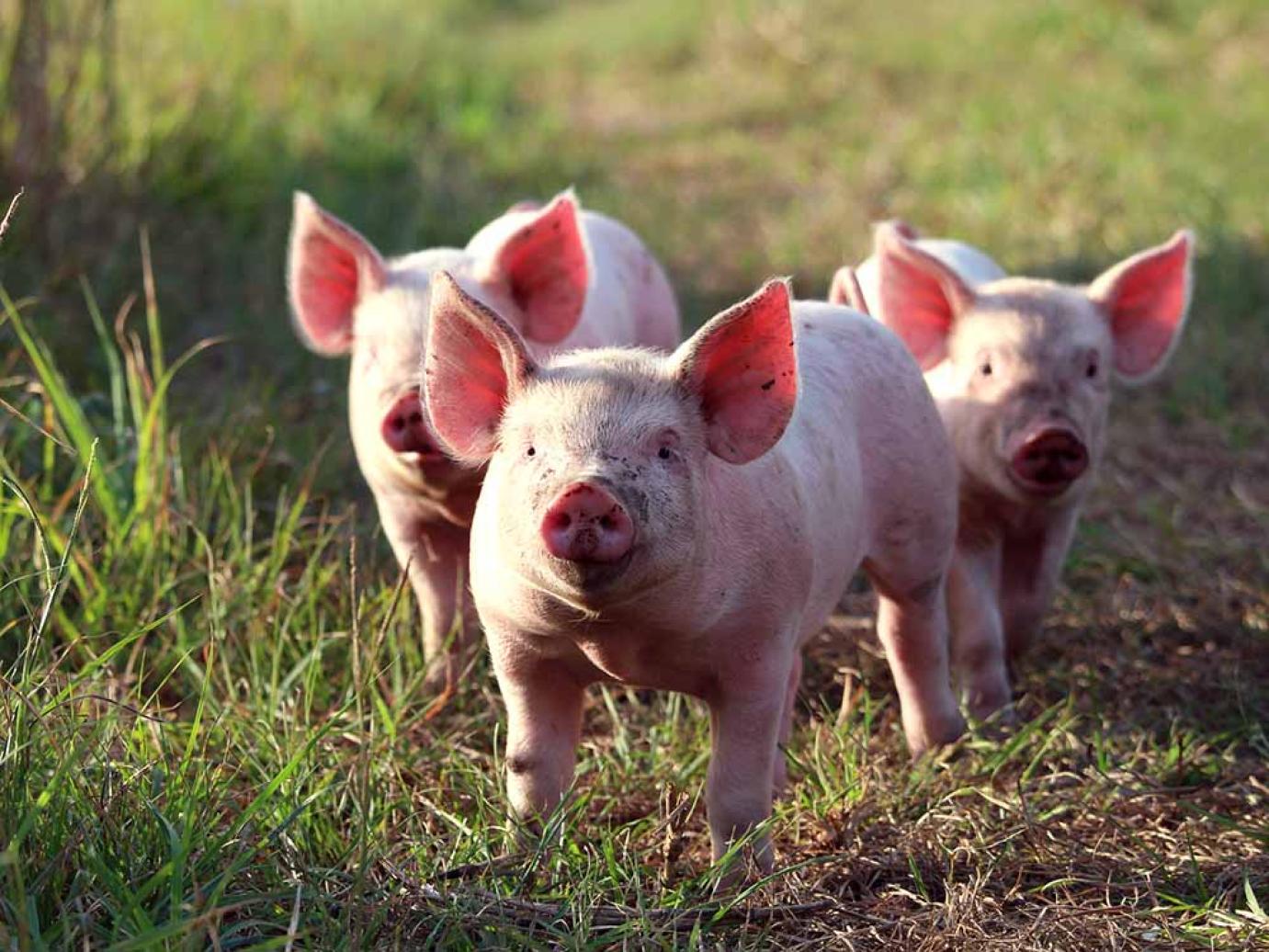 Van esély a sertéspestis kordában tartására