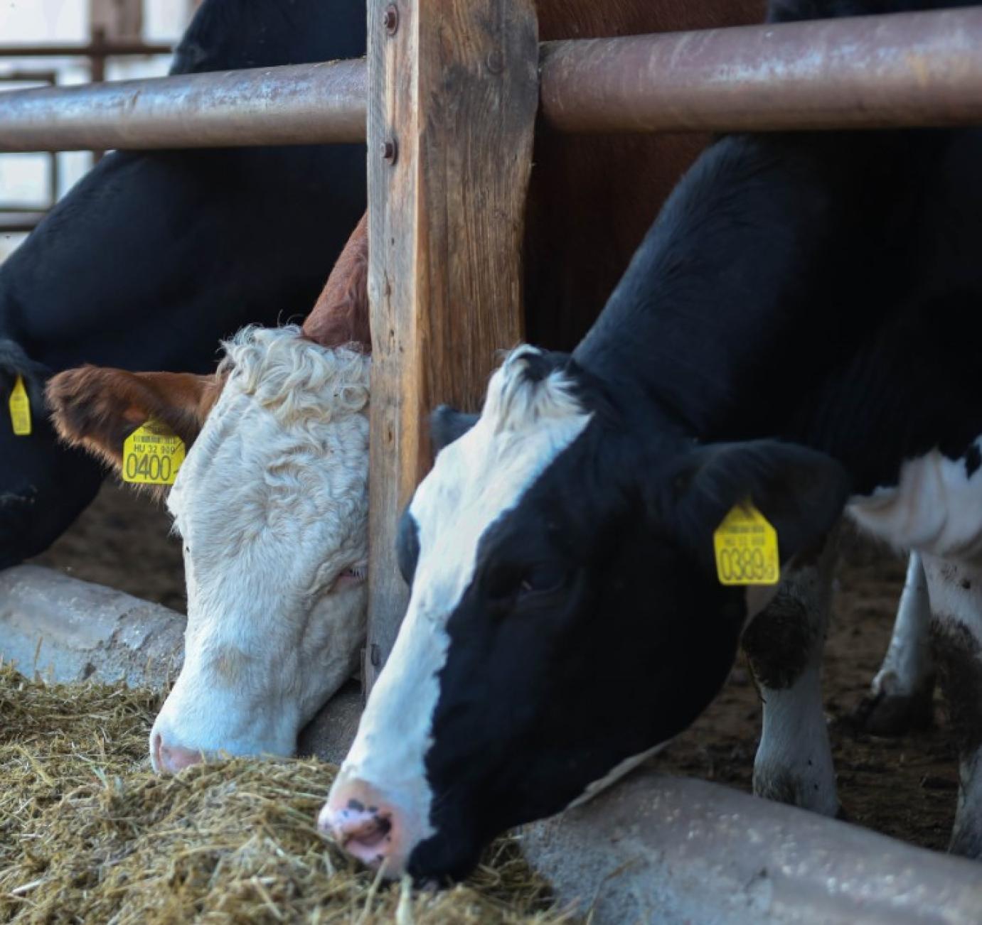 Az átmeneti időszakban újabb 1500 milliárd forint juthat vidékfejlesztésre