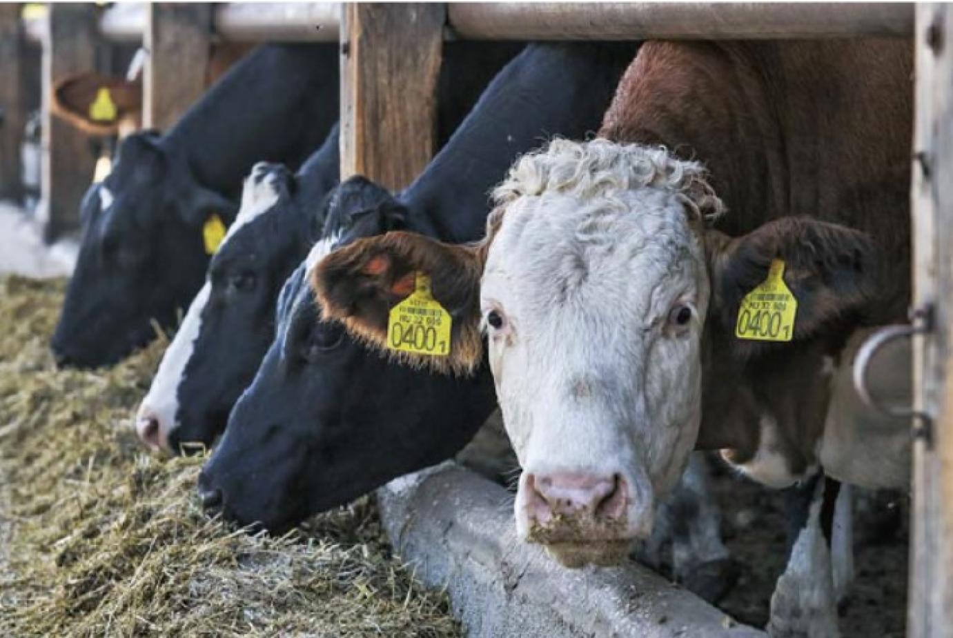 NAGYOBB ÁLLATTARTÓI FELELŐSSÉGVÁLLALÁST KÖVETEL AZ ÚJ KÁRTALANÍTÁSI RENDELET