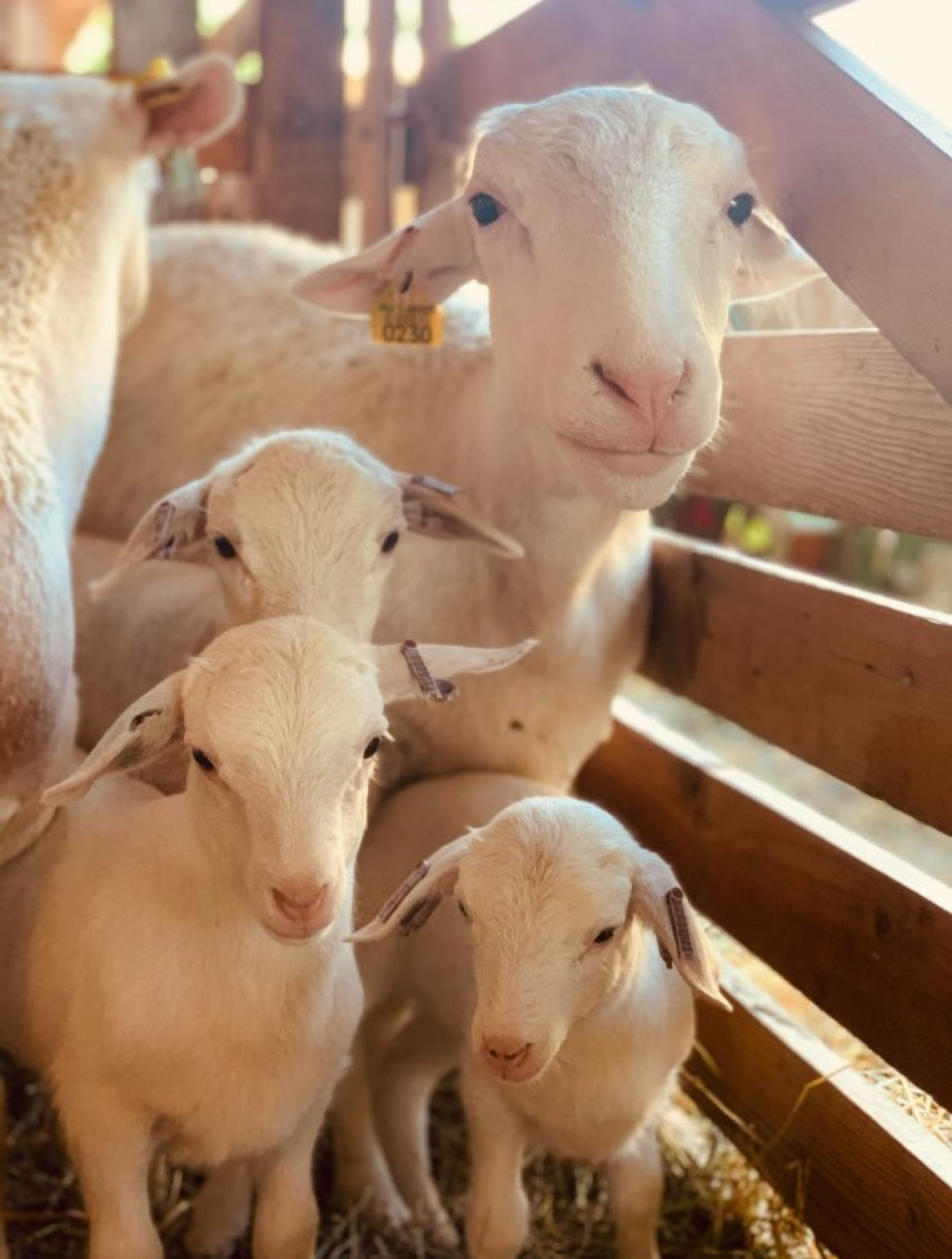 MÁR 24 MILLIÁRD FORINT FEJLESZTÉSI TÁMOGATÁSBAN RÉSZESÜLTEK A KISEBB ÁLLATTARTÓ GAZDASÁGOK