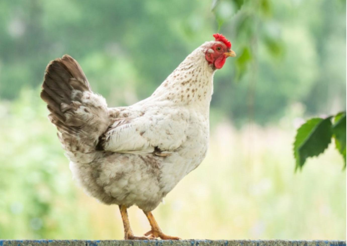 Március 20-tól nyújtható be a baromfi állatjóléti