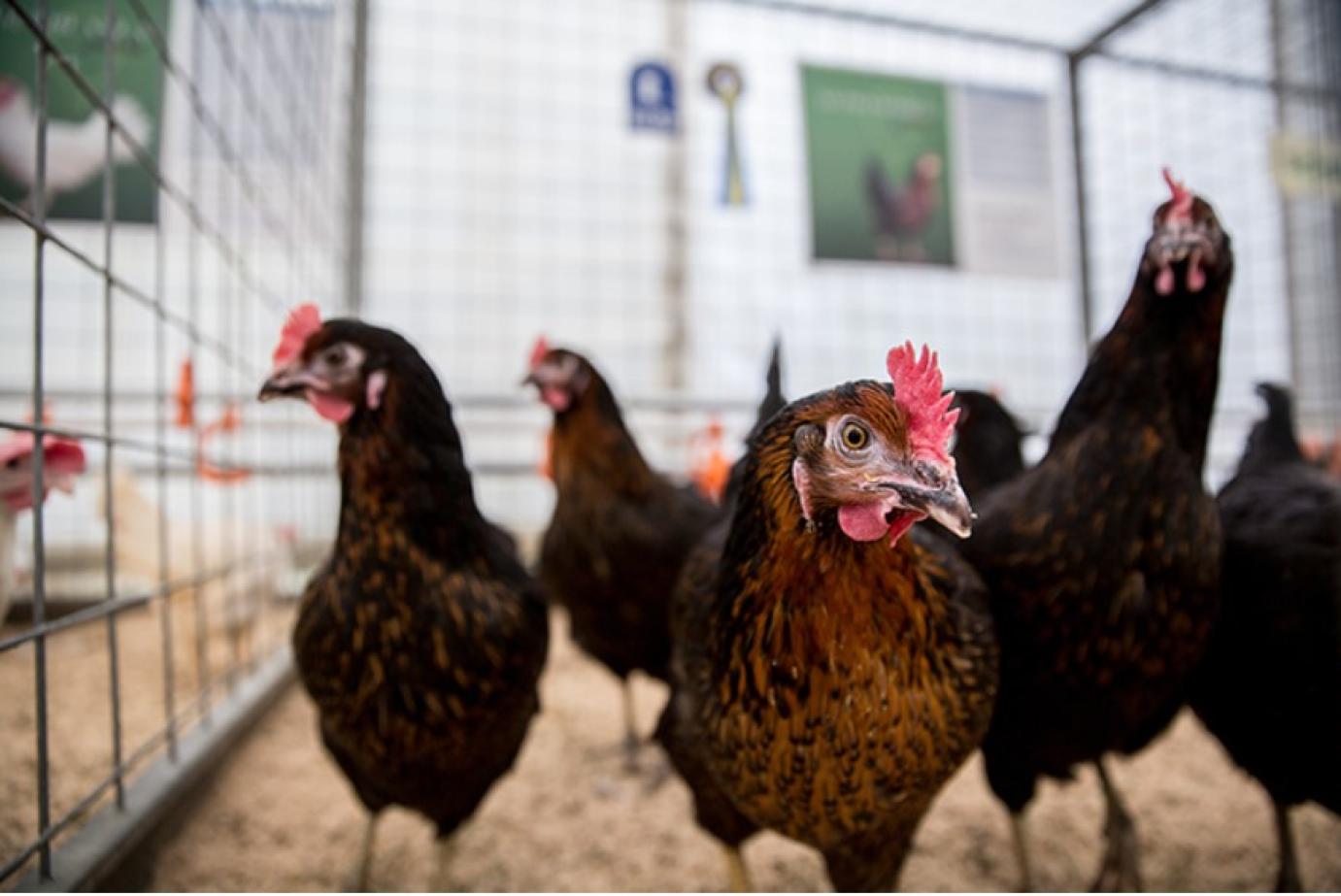 Enyhített a takarmányozás szabályozásán az EU