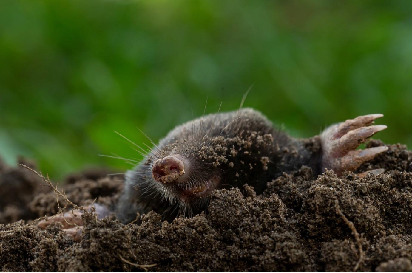 A VAKOND LETT AZ ÉV EMLŐSE