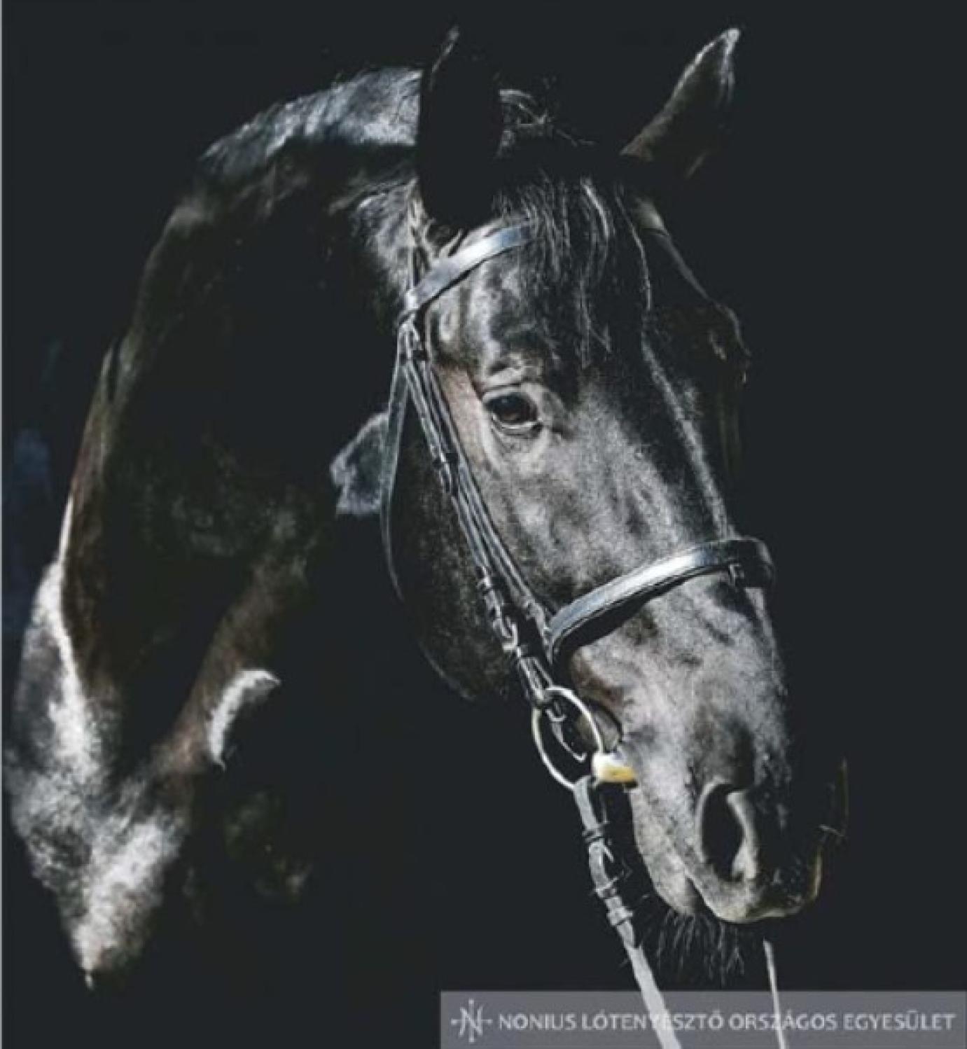 VILÁGSZÁM LETT A MAGYAR RENDŐRLÓ