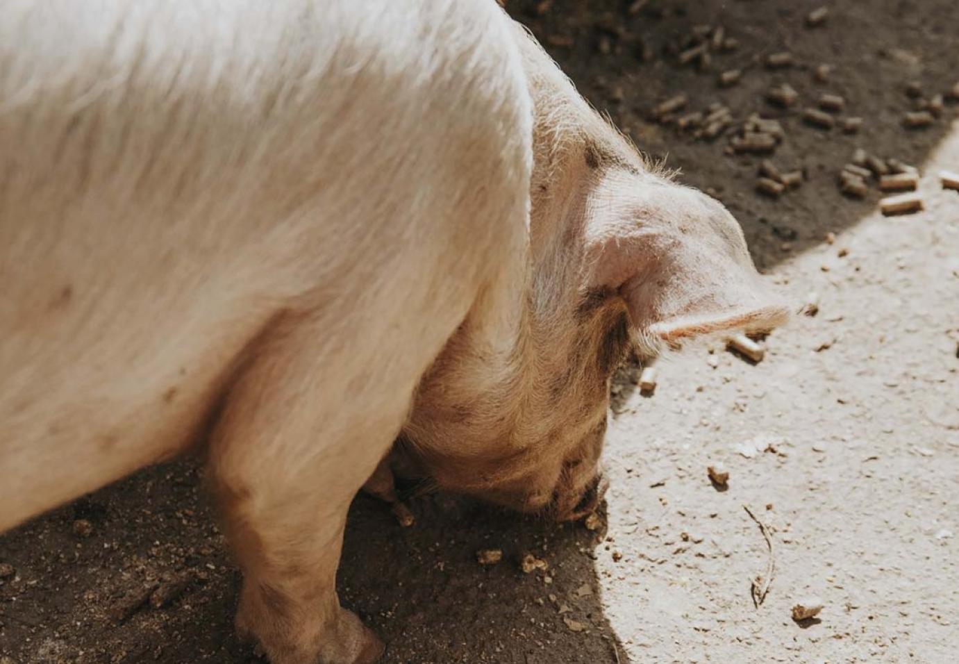 Látlelet az EU vitamin és aminosav függőségéről