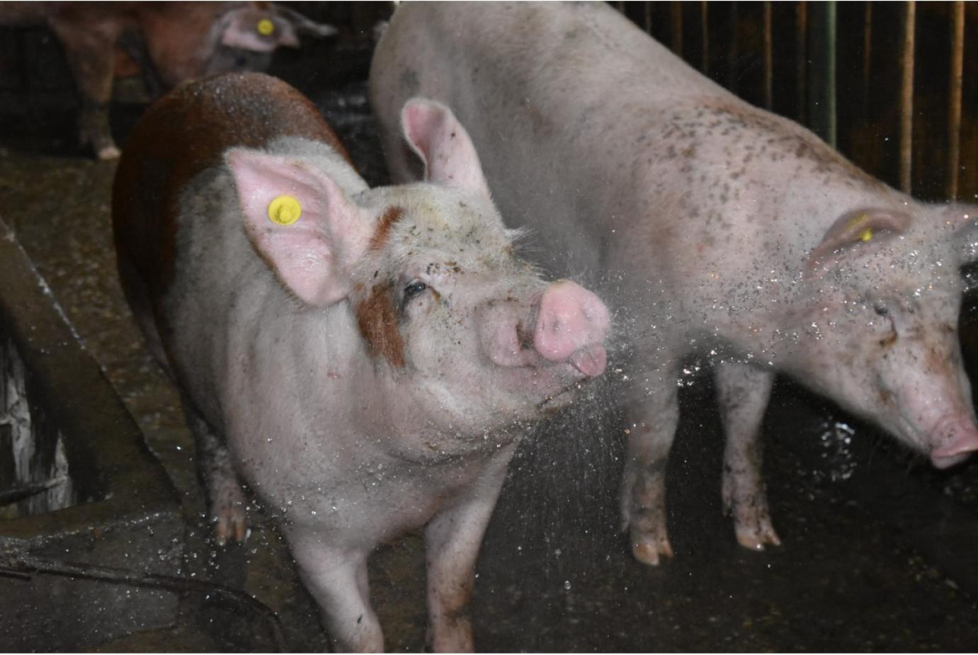 Sertés állatjóléti támogatás 2021. támogatási év I., II. és III. negyedévére történő igénybevétele