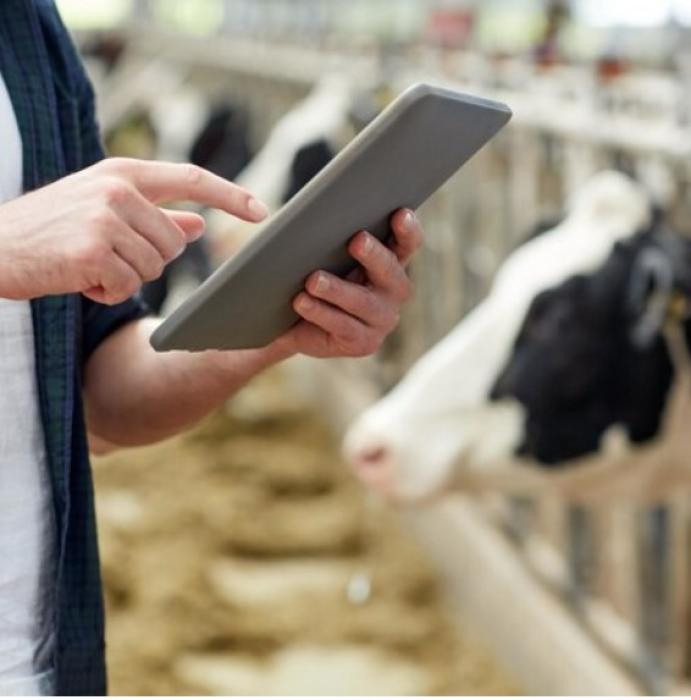 Ezért fontos, hogy naprakészen vezessük a szarvasmarha és juh ENAR nyilvántartást