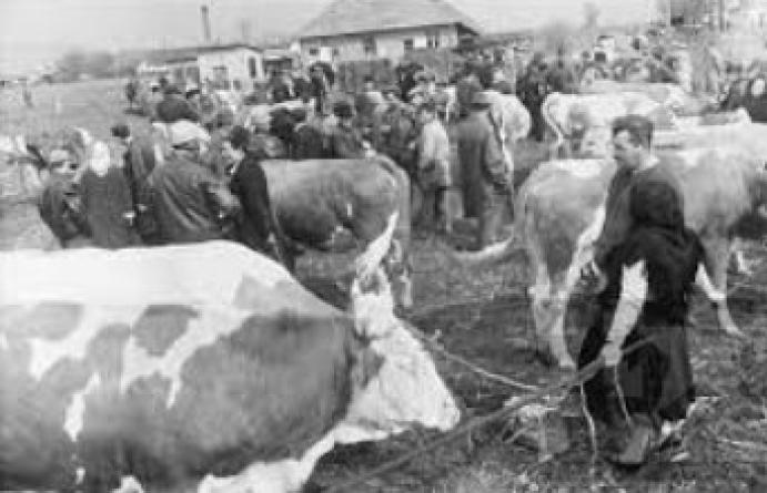 Állat- és kirakodóvásár veszi kezdetét Nagyvázsonyban