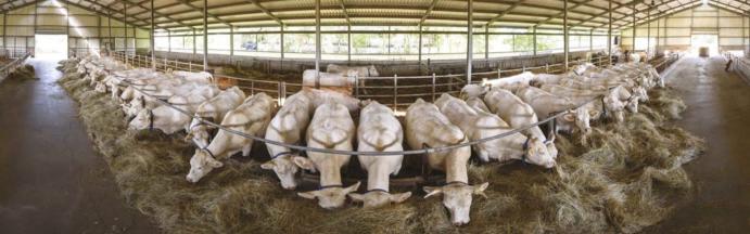 Így néz ki a hazai szarvasmarha-állomány mentesítési helyzete