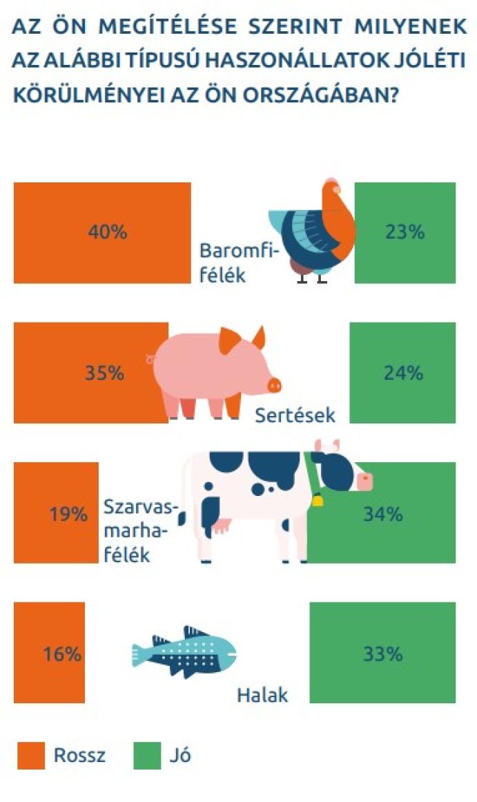 Nemzetközi felmérést készítettek a fogyasztók igényei és az állatjólét kapcsolatáról kép3