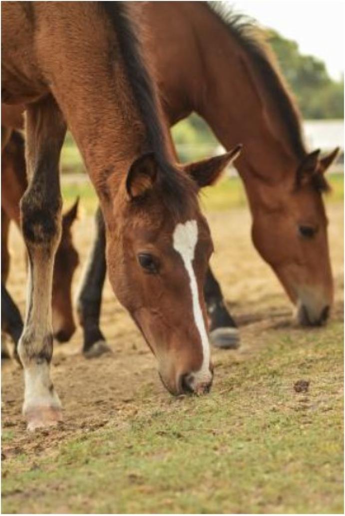 A lovak herpeszvírusa miatt biztonsági korlátozásokat hoztak Magyarországon is