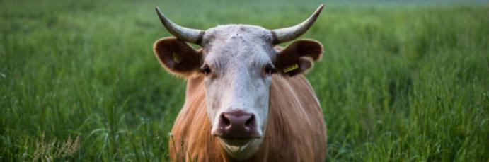 Import esetén erre kell figyelni a marhaútlevelek ügyintézésénél