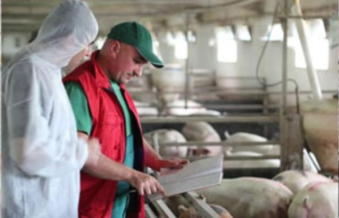 Recseg ropog a német sertéságazat