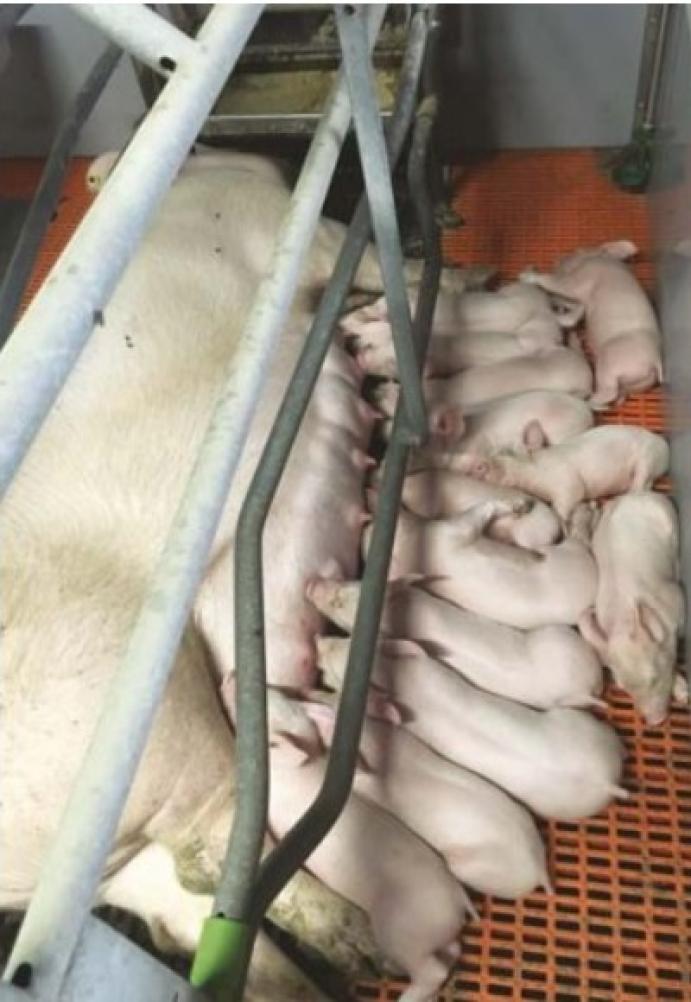 BÓNA SZABOLCS: „Az állategészségügyi státusz fenntartása van a fókuszban”