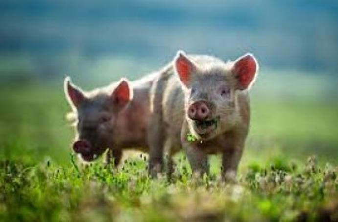 A sertéstartók gyors megsegítése érdekében újabb intézkedéseket jelentett be Feldman Zsolt