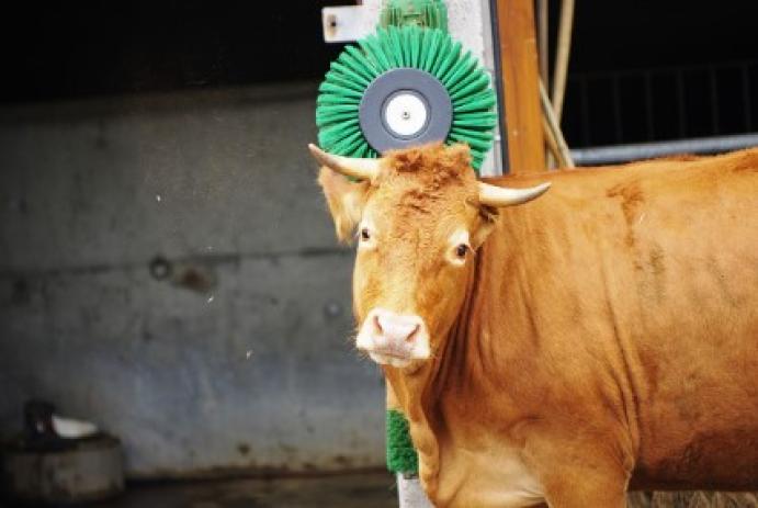 Állatjólét: Tippek a stressz csökkentésére