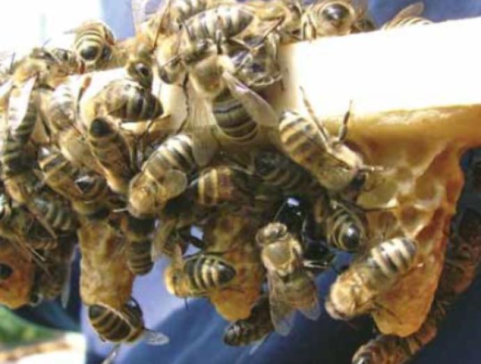 A MÉHEK JÓL TARTÁSA VOLT A SIKERES ÉV ZÁLOGA