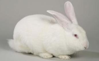 Drasztikusan csökken a nyúltartási kedv