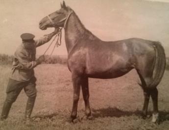 A magyar lófajták hatása az ukrán hátas kialakítására - I. rész