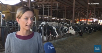 Trágyából csinálnak üzemanyagot egy olasz tehenészetben