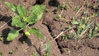 Gazdálkodók aszály miatti vis maior bejelentési lehetőségei