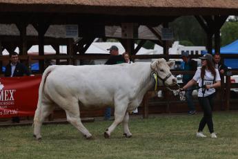 Húshasznú szarvasmarhatartók állatjóléti támogatáshoz kapcsolódó legfontosabb határidős feladatai