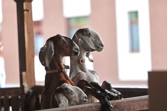 Kincstári közlemény jelent meg az anyakecsketartás csekély összegű támogatásáról