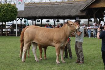 Megjelent a „KAP-RD31-1-24 - Állatjóléti támogatás a húshasznú szarvasmarha ágazatban” című felhívás
