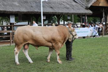 Péntektől utalják a hízottbika átmeneti nemzeti támogatást a gazdáknak
