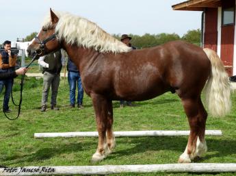 A muraközi lóállomány és a fajta alakulása az elmúlt 20 esztendőben