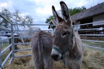 Megjelent az „Állati genetikai erőforrások in situ megőrzésének támogatása” című pályázati felhívás