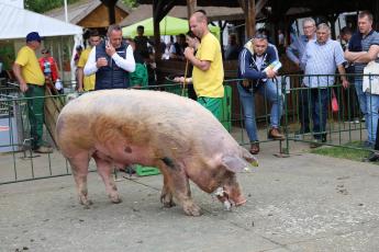 Aujeszky-betegség ütötte fel a fejét Somogy vármegyében