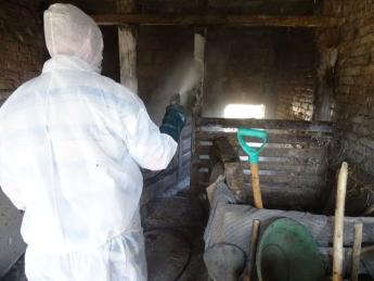 Hivatalos: Szerbiában megjelent az afrikai sertéspestis