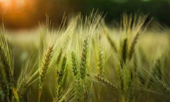 Megjelent Agrárkörnyezetgazdálkodás kifizetés pályázati felhívás