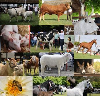 Október 4. az Állatok Világnapja