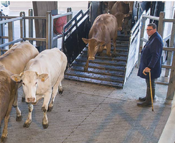 Az állatszállítás követelményeknek fajspecifikusnak kell lenniük