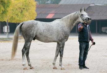 REKORDSZÁMÚ RÉSZTVEVŐ AZ ARAB MÉNVIZSGÁN