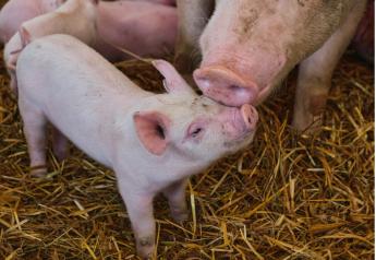 Olaszországban terjed az afrikai sertéspestis