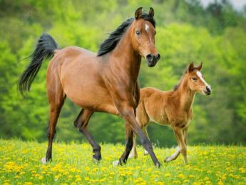 Megújult a lótartás bejelentő nyomtatvány