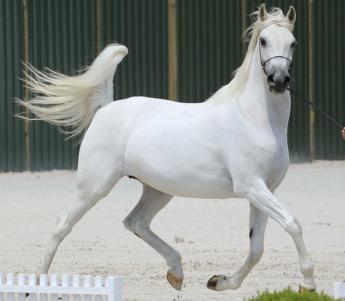 Arab lovak fesztiválja Bábolnán