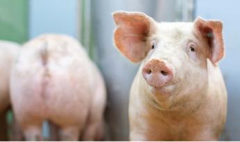 DÉLRŐL TÁMAD AZ AFRIKAI SERTÉSPESTIS: fontos, hogy a jelenlegi ASP státuszunk ne romoljon