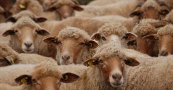 NÉBIH: Késve jelentett ENAR eseményt? Ellenőrizze online!